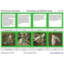 Snežienka obyčajná (tento článok je k dispozícii aj v nemčine)