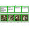 Common Snowdrop (This article is also available in German)