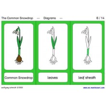 Common Snowdrop	 (Dieser Artikel ist auch in deutsch erhältlich)