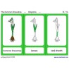 Common Snowdrop (This article is also available in German)
