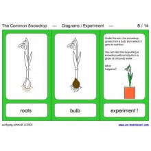 Common Snowdrop	 (Dieser Artikel ist auch in deutsch erhältlich)