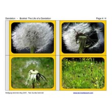 Dandelion Booklet (Dieser Artikel ist auch in deutsch erhältlich)