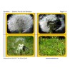Dandelion Booklet (This article is also available in German)