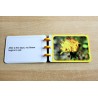 Dandelion Booklet (This article is also available in German)