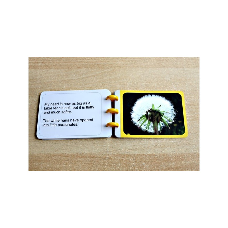 Dandelion Booklet (This article is also available in German)
