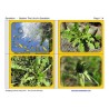 Dandelion Booklet (Dieser Artikel ist auch in deutsch erhältlich)