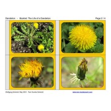 Dandelion Booklet (Dieser Artikel ist auch in deutsch erhältlich)