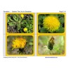 Dandelion Booklet (Dieser Artikel ist auch in deutsch erhältlich)