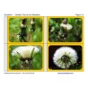 Dandelion Booklet (This article is also available in German)