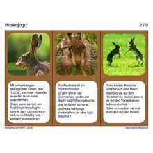 The brown hare