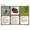 The brown hare