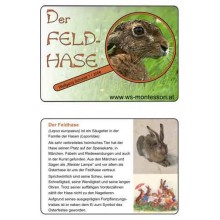 Der Feldhase