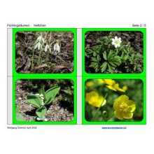 spring flowers