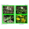 spring flowers