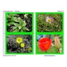 spring flowers