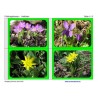 spring flowers
