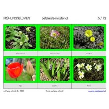 spring flowers