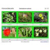 Frühlingsblumen