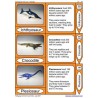 Geological Time Line (This article is also available in German)