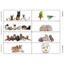 Pets