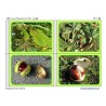 Horse-Chestnuts	 (Dieser Artikel ist auch in deutsch erhältlich)