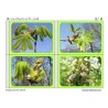 Horse-Chestnuts (This article is also available in German)