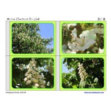 Horse-Chestnuts (This article is also available in German)