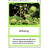 Horse-Chestnuts (This article is also available in German)