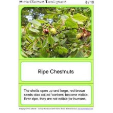 Horse-Chestnuts (This article is also available in German)
