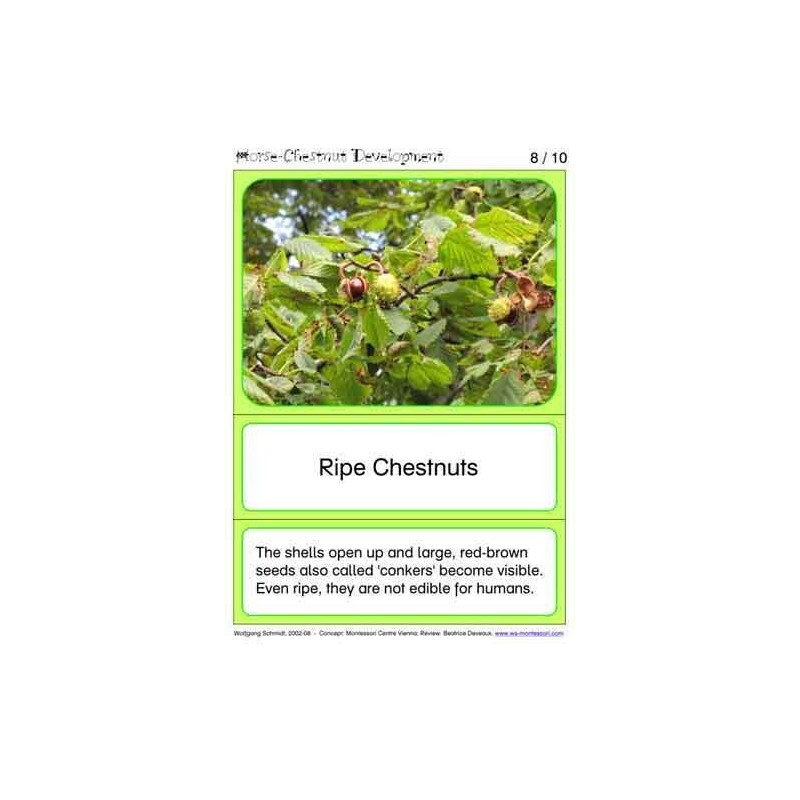 Horse-Chestnuts	 (Dieser Artikel ist auch in deutsch erhältlich)