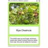Horse-Chestnuts (This article is also available in German)