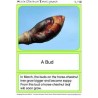 Horse-Chestnuts (This article is also available in German)