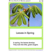 Horse-Chestnuts (This article is also available in German)