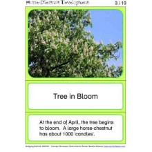 Horse-Chestnuts	 (Dieser Artikel ist auch in deutsch erhältlich)