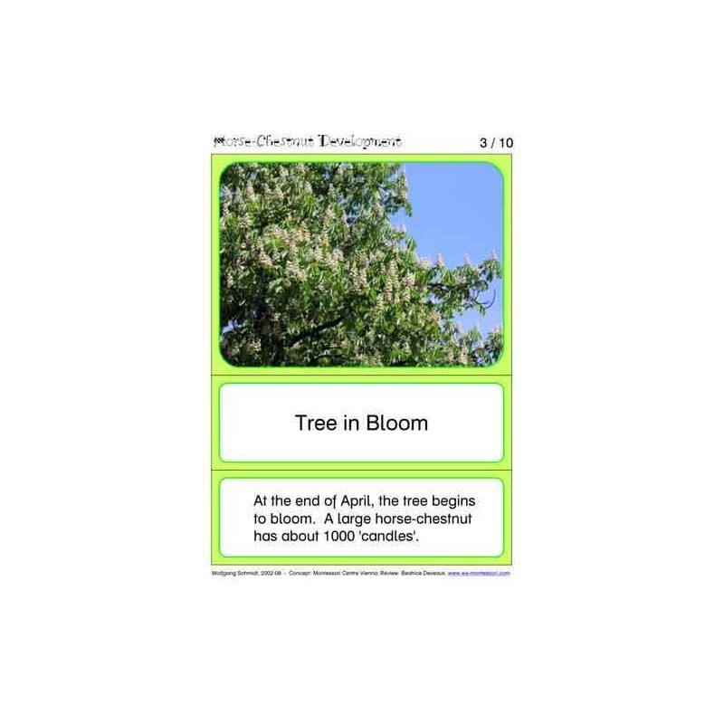 Horse-Chestnuts (This article is also available in German)