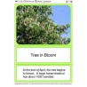 Horse-Chestnuts (This article is also available in German)