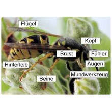 Insekten