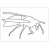 insects