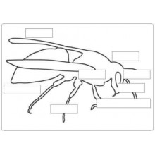 insects