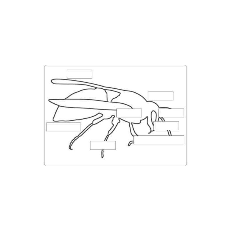 insects