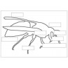 insects