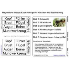 Insekten