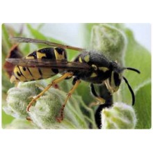 Insekten