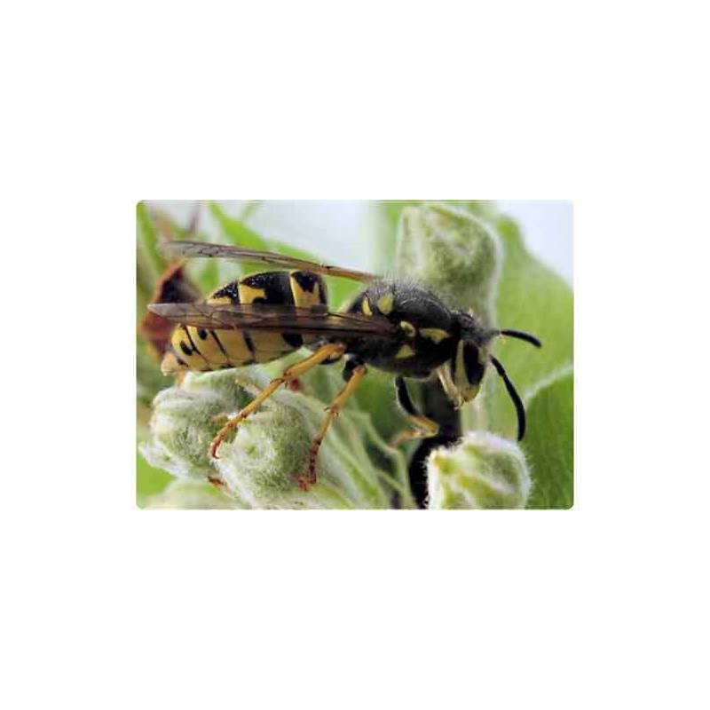 Insekten