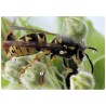 Insekten