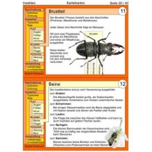 Insekten