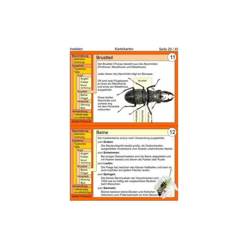 Insekten