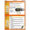 insects