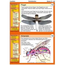 Insekten