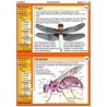 Insekten